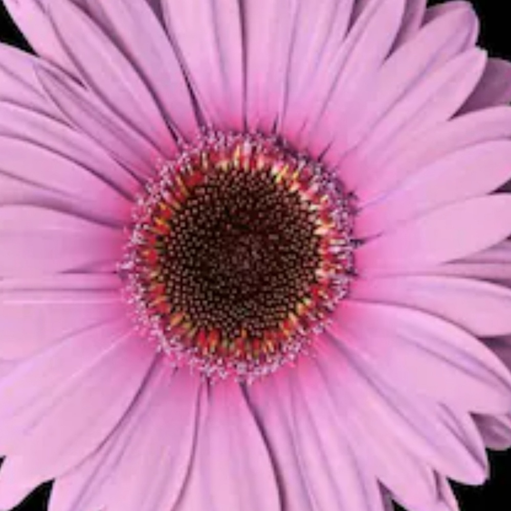 Meet your Posher, Jean